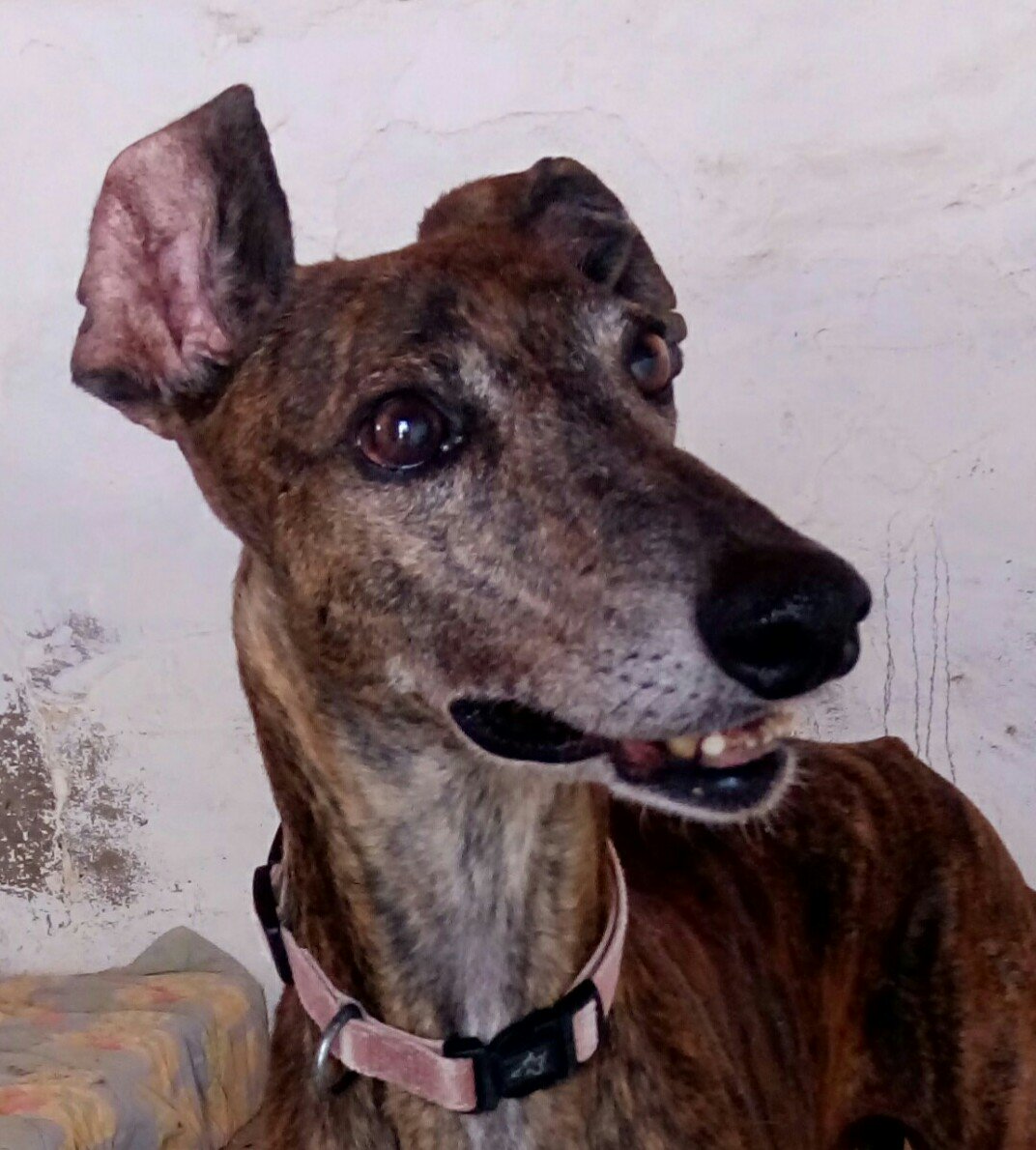 REFUGIOAPRENDA's tweet photo. Coll ha sido maltratado y nos está costando muchísimo que vuelva a confiar en el ser humano. Sus ojos aún nos cuentan el terror que ha tenido que sentir durante los eternos días con su dueño
aprendaquererlos@gmail.com https://t.co/IXX6bx8fJQ