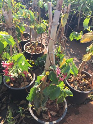 _plantwriter's tweet photo. This plant is widely known as Chinese honeysuckle. It is of sturdy type and grows vigorously while flowers grew profusely in these plants. These are creepers and grow perennially. The color of the flower can be white or pink and they bloom in clusters. https://t.co/s1z37rZs0n https://t.co/85I67mrUs7