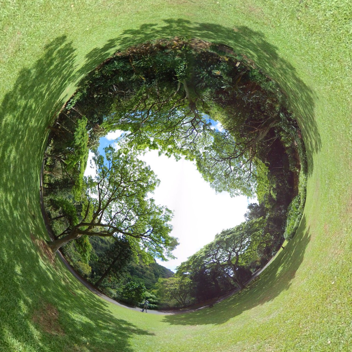 njoyvr's tweet photo. #WaimeaValley #botanicalgardens #NorthShore #Haleiwa #Waimea #Oahu #Hawaii 🏝☀️ #njoyvr #waimeafalls #trees #gardens #nature #island #hawaiistagram #hawaiilife #oahuhawaii #nothshoreoahu #tinyplanet #littleplanet #360view  #360photo #spherical @WaimeaValley @gohawaii https://t.co/pwh3iewHr9