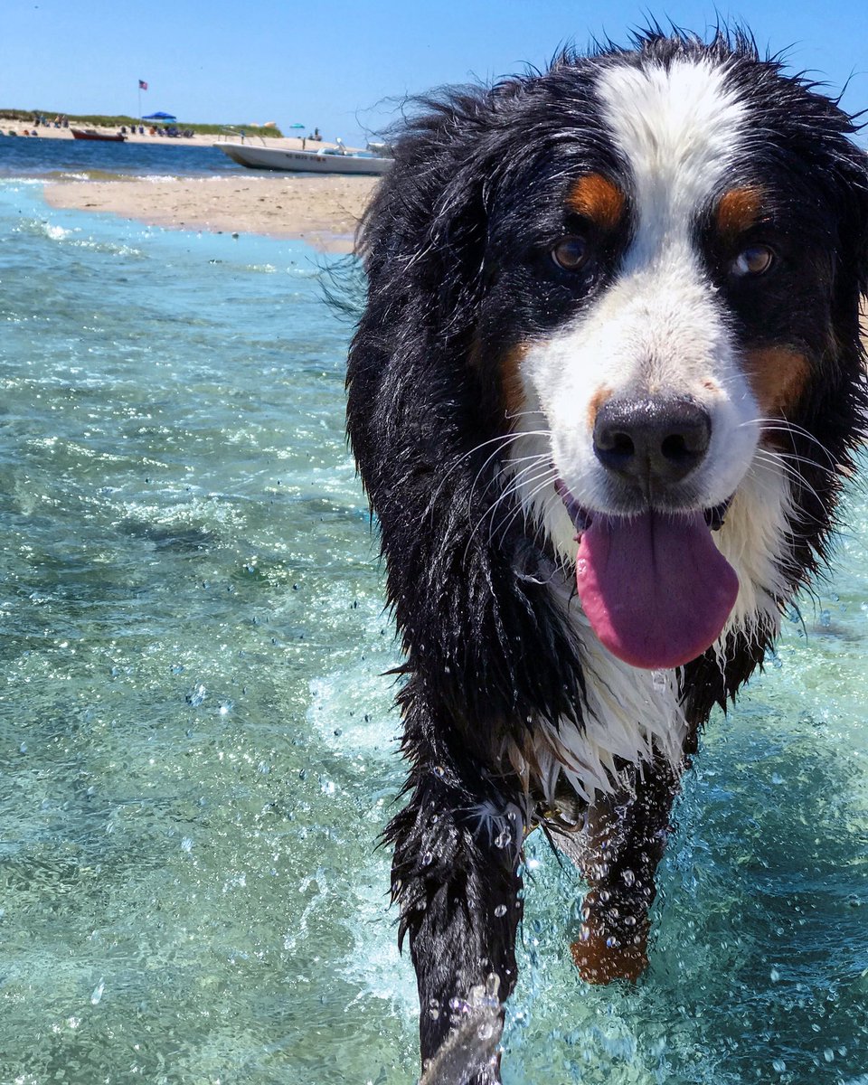 brandyandmoose's tweet photo. The journey of life is sweeter when traveled with a dog 💦 #clpicks #rspets #clpets #tlpicks @coastalliving @instagram #weeklyfluff #capecod #beachdog https://t.co/HNDjyVZDG5