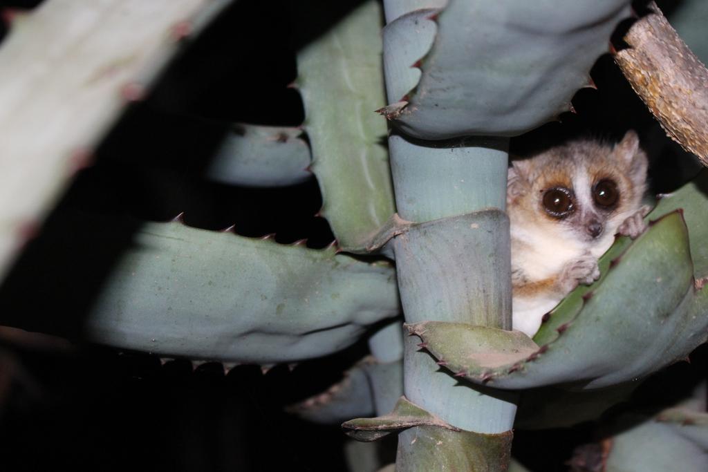 endangeredlemur's tweet photo. Look who I found hiding in the aloe! #mouselemur #microcebus #lemurlove https://t.co/SgpTfkFVPB