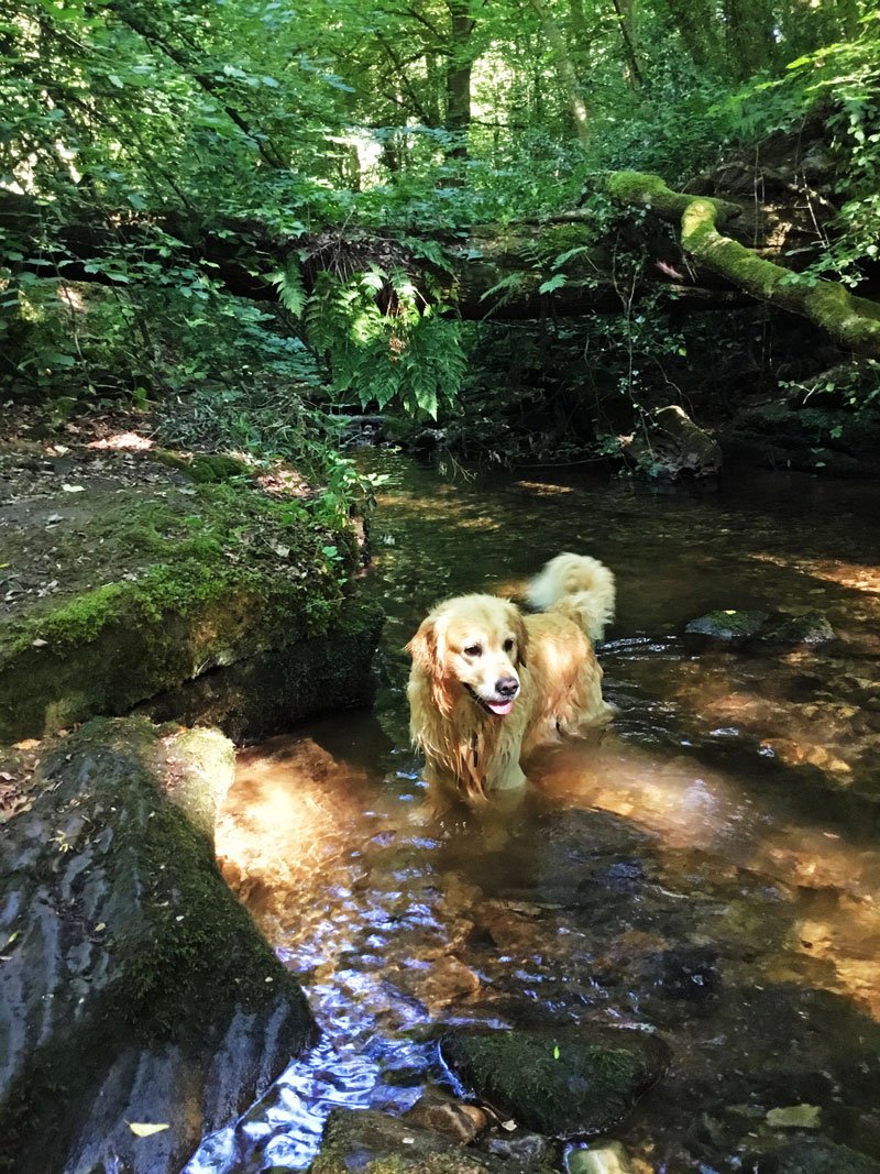 JaneImaginari's tweet photo. Dropped the bikes off at home, collected the dogs and headed for the woods and the river.
#PlasPower @WoodlandTrust https://t.co/nhJ5DsTn5Q
