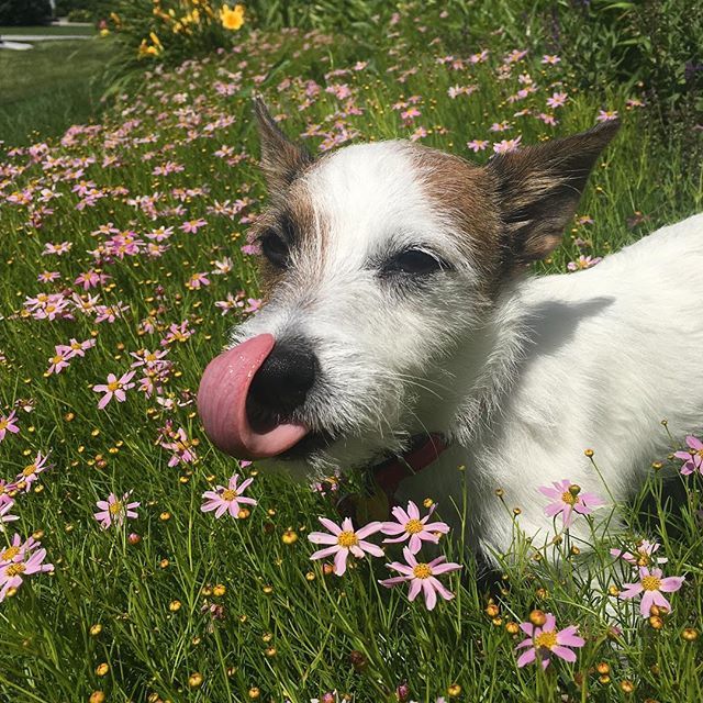 Nova_Kepler's tweet photo. Just a curious Bean, licking flowers.  #dog #dogsofinstagram #dogs #puppy #puppylove #jackrussell #jackrussellterrier #instadog #dogoftheday #puppiesofinstagram #puppygram #puppylife #dogdrive #pups #jackrussellsofinstagram #terrier #jackrussellterrier #… https://t.co/TUefrhzhXC https://t.co/rRbzl1NVae