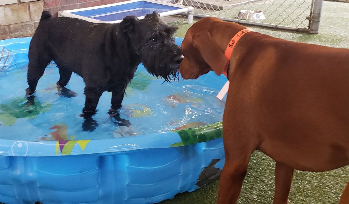 PPRPlano's tweet photo. Staying cool on this mighty hot Sunday. #CoolInThePool #SundayFunday https://t.co/F4mfyMYTwm
