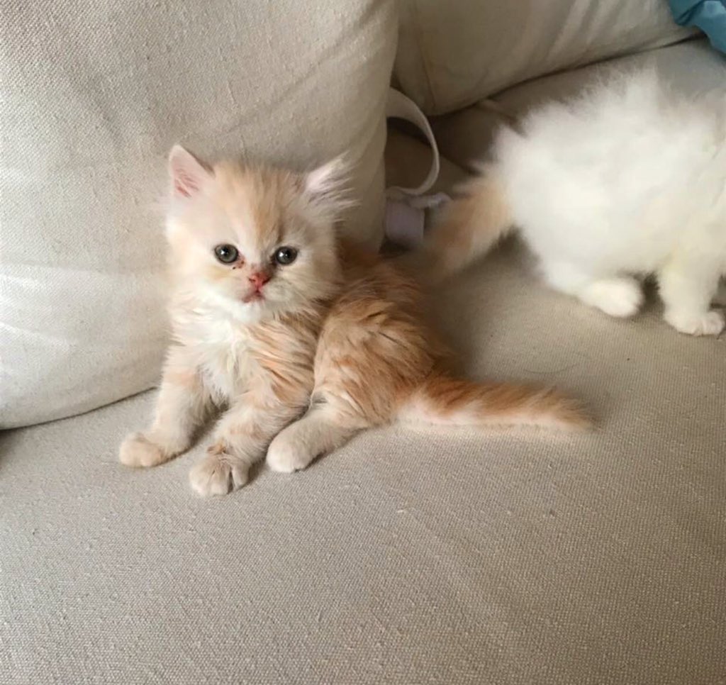 SarahSabrii's tweet photo. Pure persian (sherazi) available for sale.
If interest Dm me. https://t.co/eInHkZFYqH