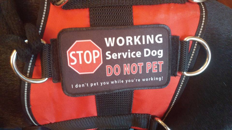ServiceDogPr's tweet photo. A man yelled at one of our handlers &amp; made her cry.
Because she said "No" when he asked to pet her #ServiceDog.

Our #dogs are special, but they have #jobs. It's about #safety, not #friendliness.

Stop this by #teaching others. Pls #share.
#BigDogSunday #DogsofTwitter #Veterans https://t.co/2lVJLEWqFd