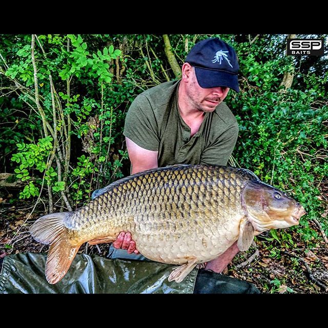sspbaits's tweet photo. Longtime user of SSP baits Leigh price with a NEW PB Common of 36lb+ that he managed on his first session on a new water, the big girl took a liking to his MONSTER-X Hookbait and scattering of MONSTER-X Boilies. #TeamSSSP
.
.
Well done Leigh on your NEW … https://t.co/7NCXIFMheO https://t.co/QCYmVLi3lR