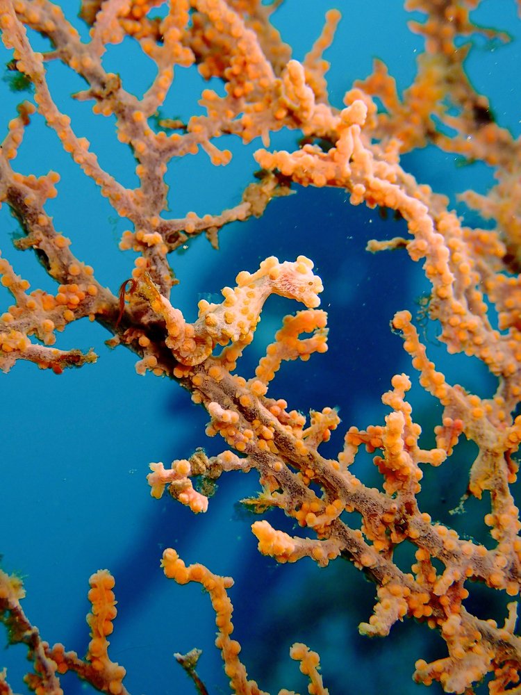 oceana's tweet photo. Spot the pygmy! https://t.co/suRBjq99f7