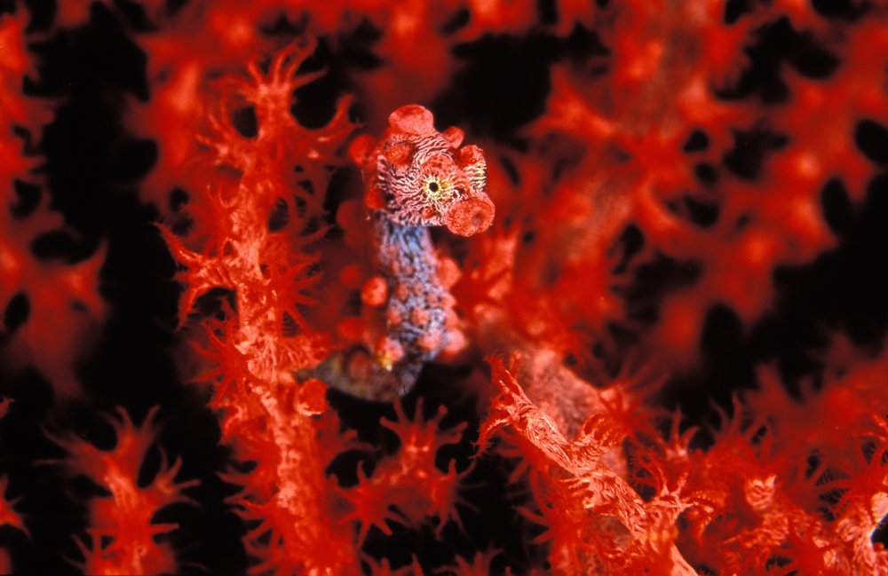 oceana's tweet photo. Spot the pygmy! https://t.co/suRBjq99f7