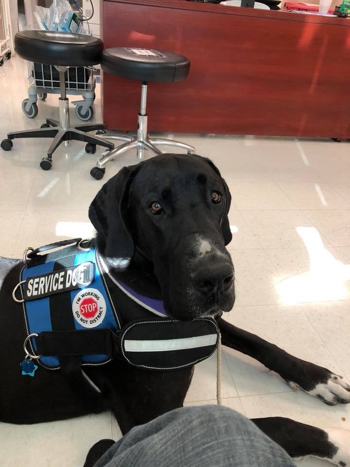 ServiceDogPr's tweet photo. A man yelled at one of our handlers &amp; made her cry.
Because she said "No" when he asked to pet her #ServiceDog.

Our #dogs are special, but they have #jobs. It's about #safety, not #friendliness.

Stop this by #teaching others. Pls #share.
#BigDogSunday #DogsofTwitter #Veterans https://t.co/2lVJLEWqFd