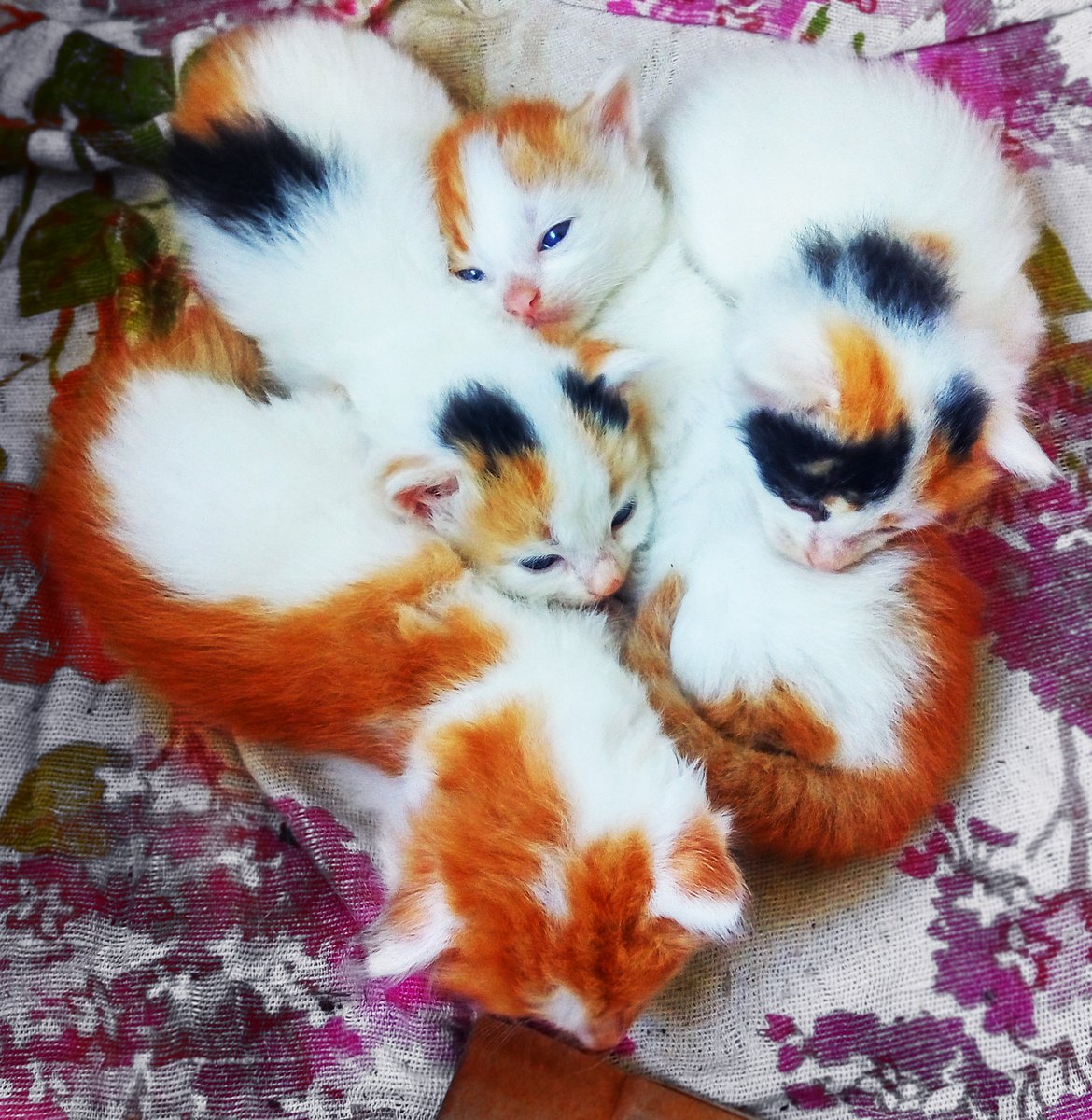 Cat_Invaders tweet picture