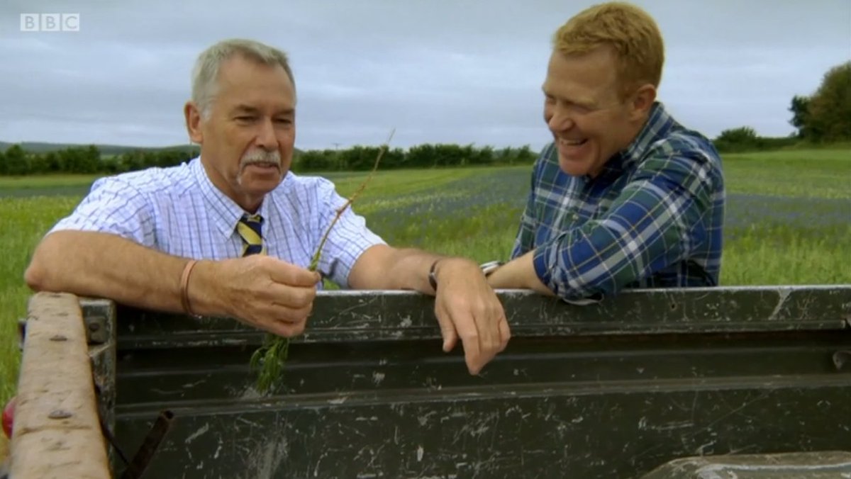 "Lupins could be the answer to our prayers" - great stuff from <a href="/molevalley/">Mole Valley Farmers</a>'s Nigel on @BBCCountryfile as he talks to <a href="/AdamHenson/">Adam Henson</a> about using lupins as an organic source of protein in animal feed with the <a href="/IFarmers/">Innovative Farmers</a> field lab at the beautiful Stantyway Farm #countryfile #farming