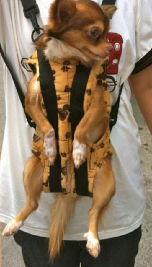 bearinminduk's tweet photo. It's too hot for us humans so share a thought for your dogs. A mother and very young daughter carrying their pommies on their backs in this heat with your body heat spells stupidity walking down Trentham Gardens #keepdogscool #animalcruelty #trentham #toohotfordogs #dogstrust https://t.co/9fXQJseEA9