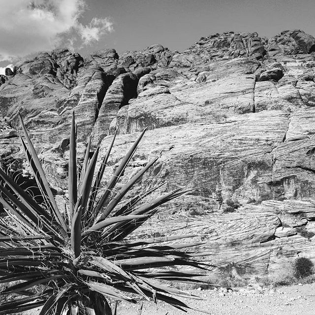 turtlevida's tweet photo. Dreams are the touchstones of our character. -Chinese Proverb
.
.
What are you dreaming about today?
.
.
.
.
.
.
.
.
#happysunday #daydreaming #redrockcanyon #dfmi #travelnevada #beyondvegas #hiking #lasvegashiking #chineseproverb #gooutside #exploreyour… https://t.co/FEtSQTMGVK https://t.co/q0mNwgFXnt