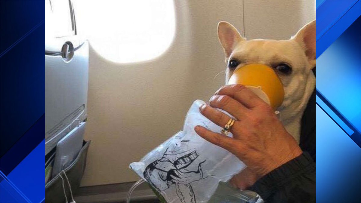 Plane crew rescues French bulldog with oxygen mask for flight bit.ly/2NxJ6qp https://t.co/rheuEJ4CTY