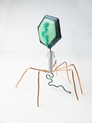 trilobiteglass's tweet photo. Phage T4K87, nicknamed "Tiki" by technicians, was first to successfully extrude DNA and quickly moved on to the second phase of reintroduction training. #ASV2018. #sciart #Phage #MicrobiologyArt #PhageRecoveryProject (PRP) https://t.co/pIarcz8Oak