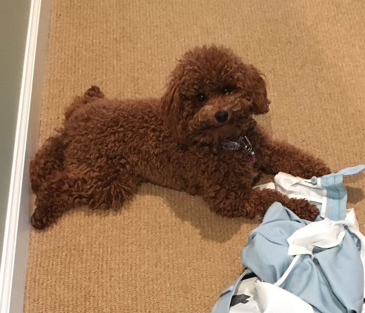 Happy to report that puppy services can confirm that the “Chicken” has completely adjusted to life with my parents, steals my dad’s clothes and does it with a smile. A successful placement for sure! #MiniaturePoodle