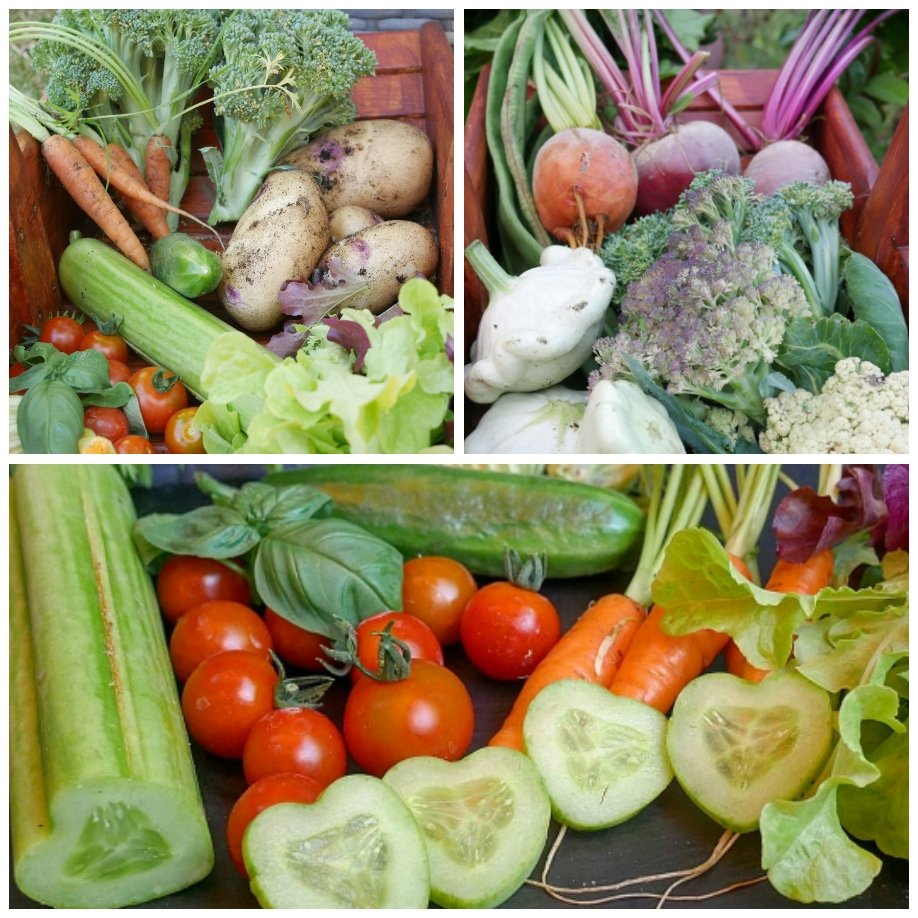 <a href="/GYOmag/">Grow Your Own</a> Veg coming out of our ears!