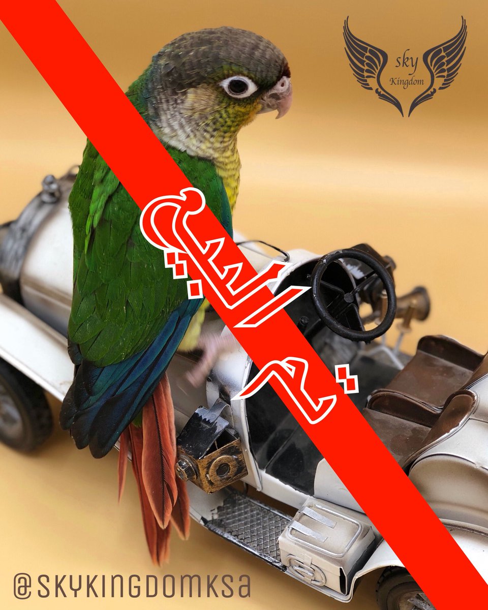 هذا من فضل ربي #طيور #طيور_للبيع #طيور_زينه #طيور_الرياض #كنيور #ببغاء #ببغاوات #ببغاء_للبيع #ببغاء_أليف #محمية #محمية_طيور #محمية_مملكة_السماء