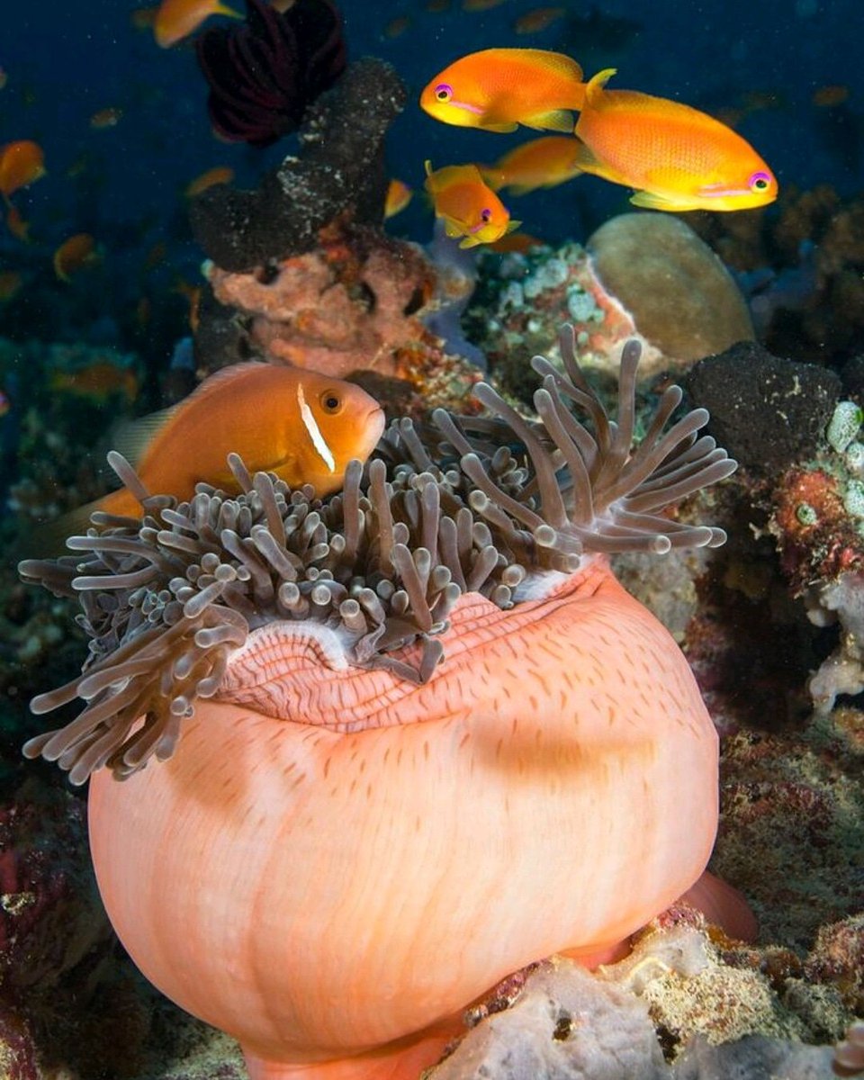 Maldivian reefs burst with color. (📷 Jayne Jenkins )