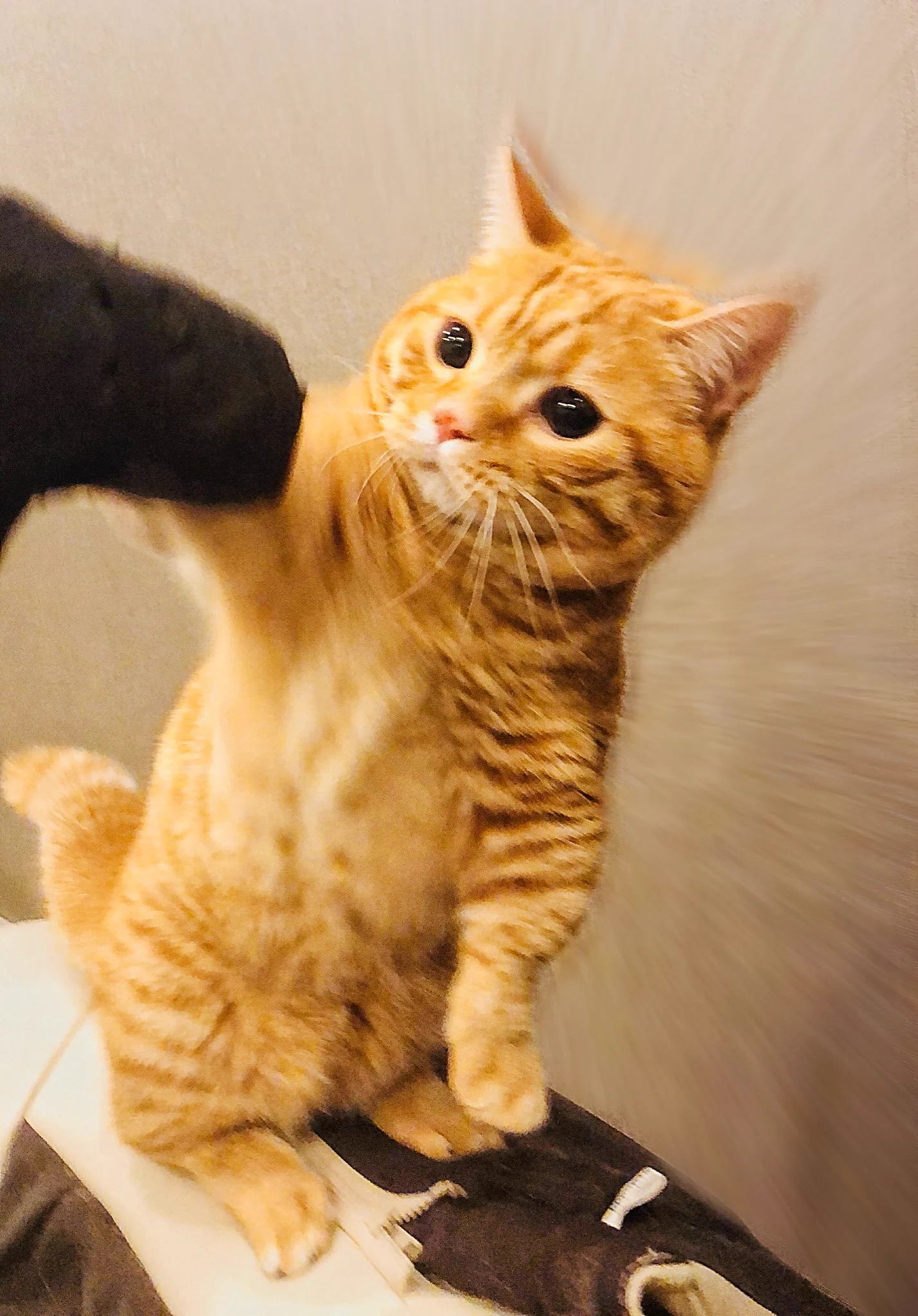折りたたみ傘に興奮→ネコパンチ→その反動でビビりまくる猫ｗかわいすぎｗ