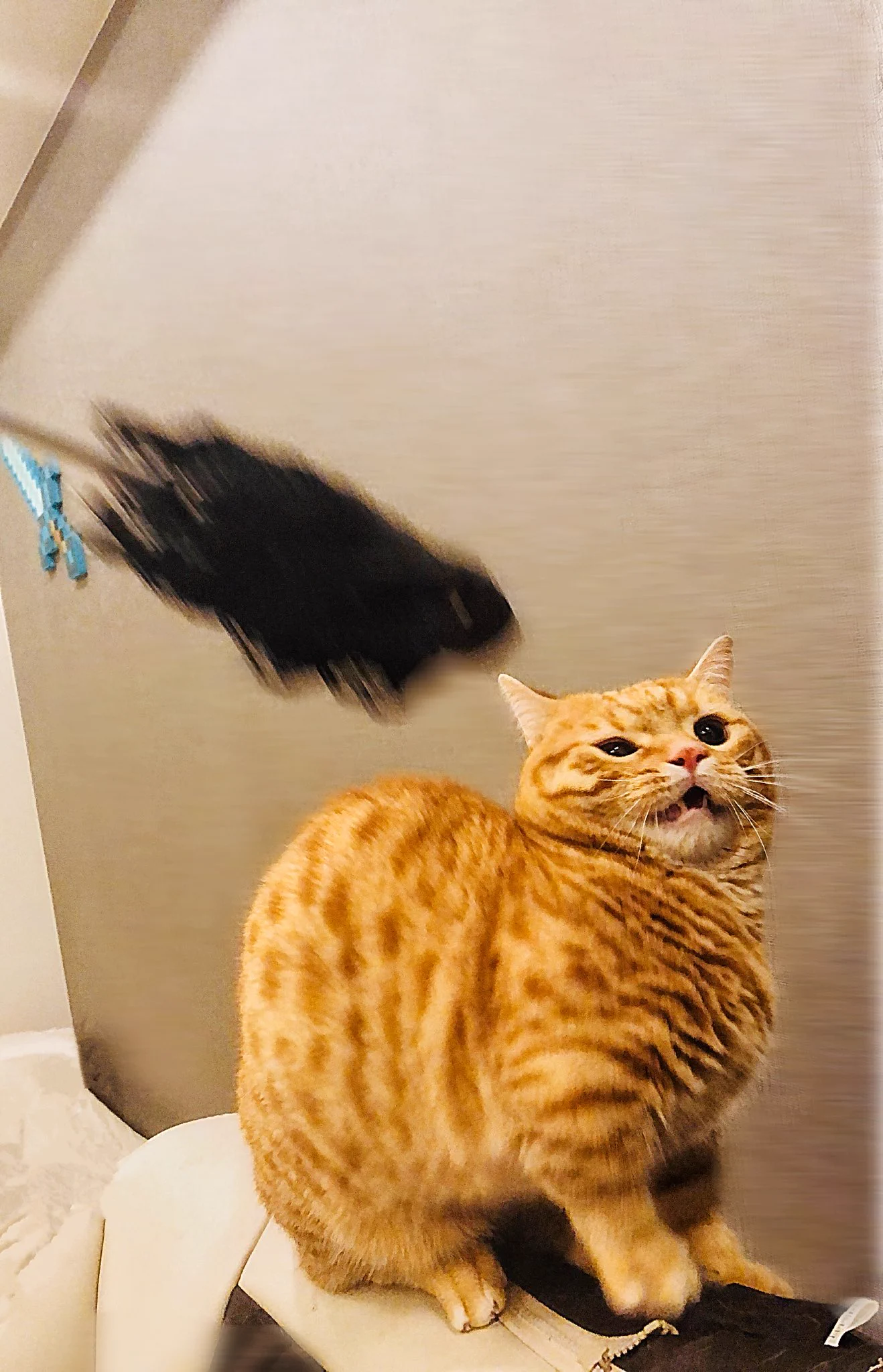 折りたたみ傘に興奮→ネコパンチ→その反動でビビりまくる猫ｗかわいすぎｗ