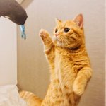 折りたたみ傘に興奮→ネコパンチ→その反動でビビりまくる猫ｗかわいすぎｗ