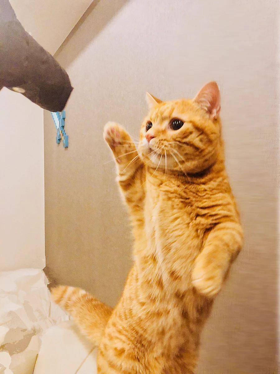 折りたたみ傘に興奮→ネコパンチ→その反動でビビりまくる猫ｗかわいすぎｗ