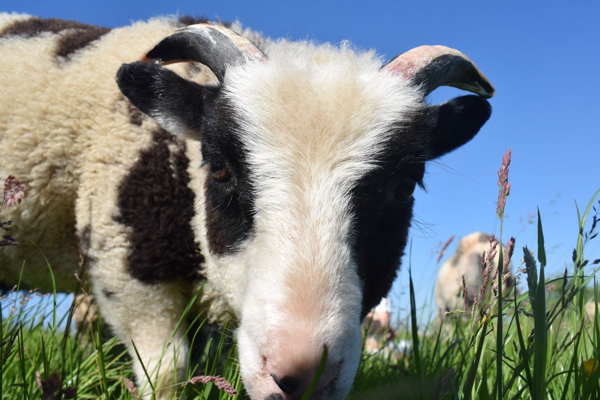Patchwork Sheep (@patchworksheeps) / Posts / X