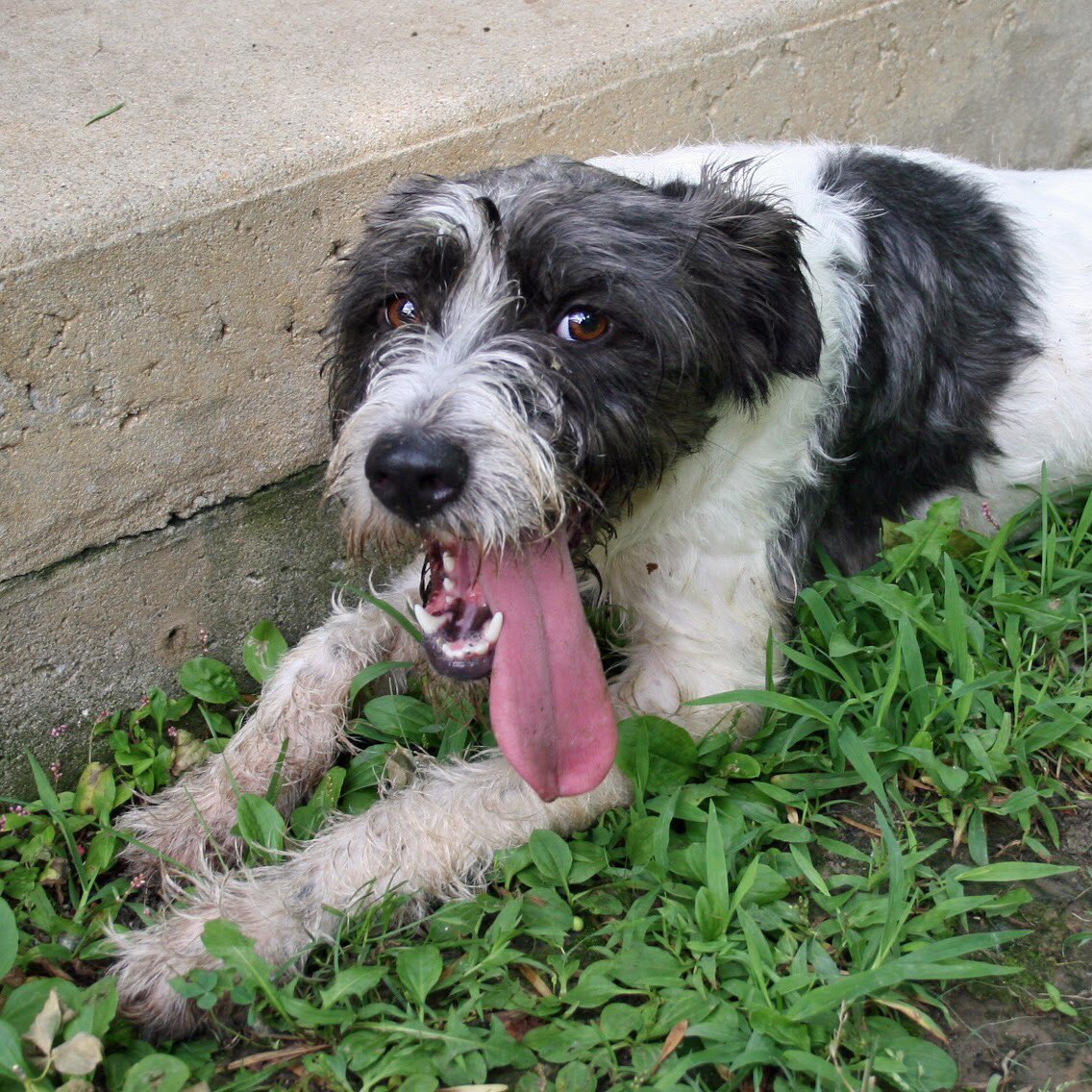 SCCAdoptionCtr's tweet photo. I’m Duchess, a 1.5-year-old #terrier #dog mix. It’s #NationalIceCreamSundaeDay! I’m hoping to spend it at @White__cottage— it’s not summer without a cold treat on their patio! Let’s split a #PigTrough! Call or visit for more info about how to #adoptme! #adoption #adoptdontshop https://t.co/MmbbhXujpC