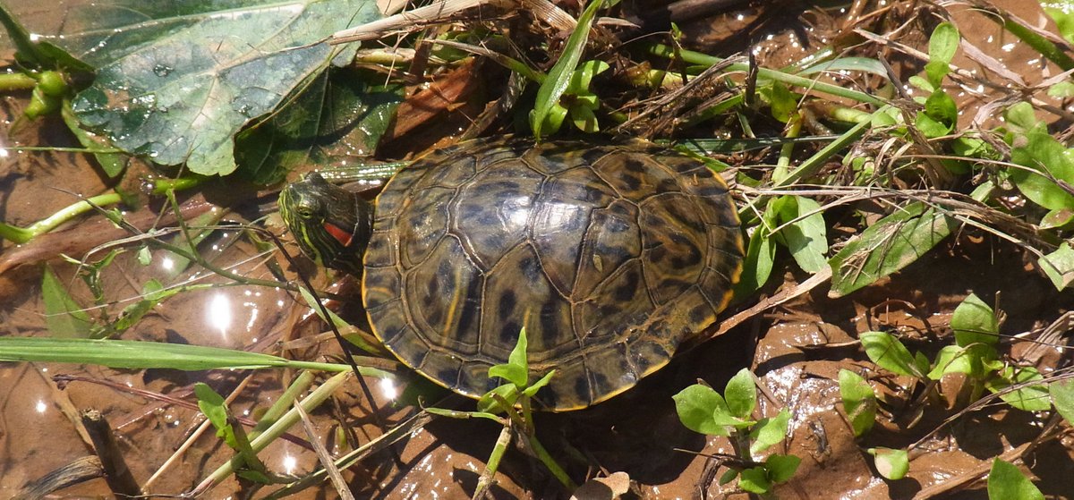 Rhodeus בטוויטר 水溜まり調査 芦田川河川敷の水溜まりに残されていた生きもの 最初に現れたのはミシシッピアカミミガメ 大きな アメリカザリガニもいたが ほとんどは1cm未満の幼体 全長10ｃｍ程のオオクチバスが多い 何匹も網に入る ブルーギルの幼魚は数匹 体が透明