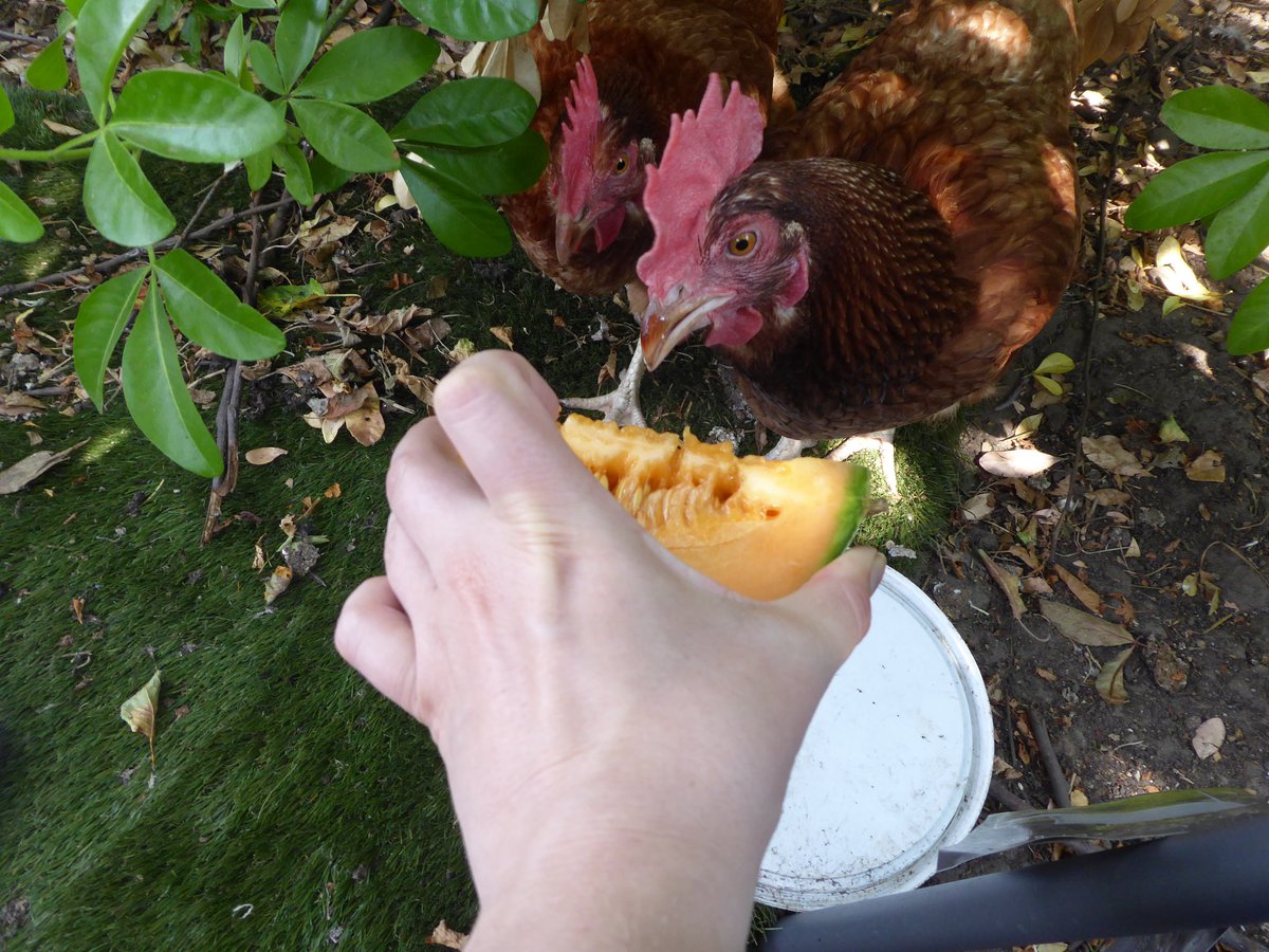 HamiltonsHens's tweet photo. I thought the hens would go mad for some melon but they were skeptical. Apart from when I hand fed them, they took a chance then! #Hen #Hens #SnapChook https://t.co/Q4KF65VTT0
