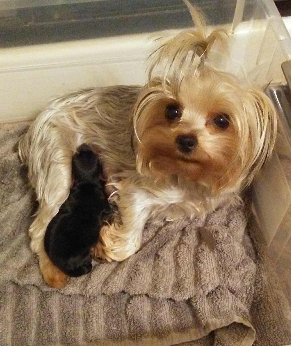 Luxury Yorkies (LuxuryYorkies) Twitter