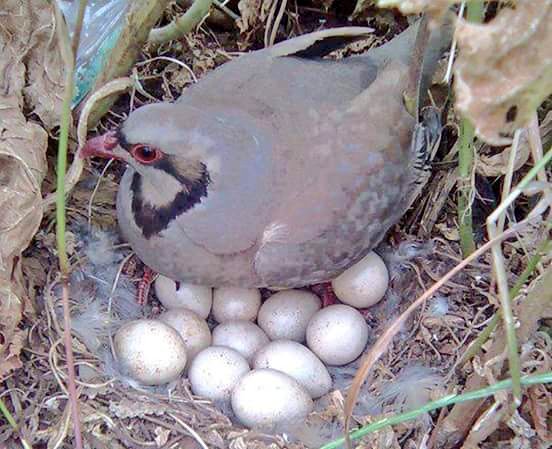 EMIN AKKAN (@keseyem) on Twitter photo 