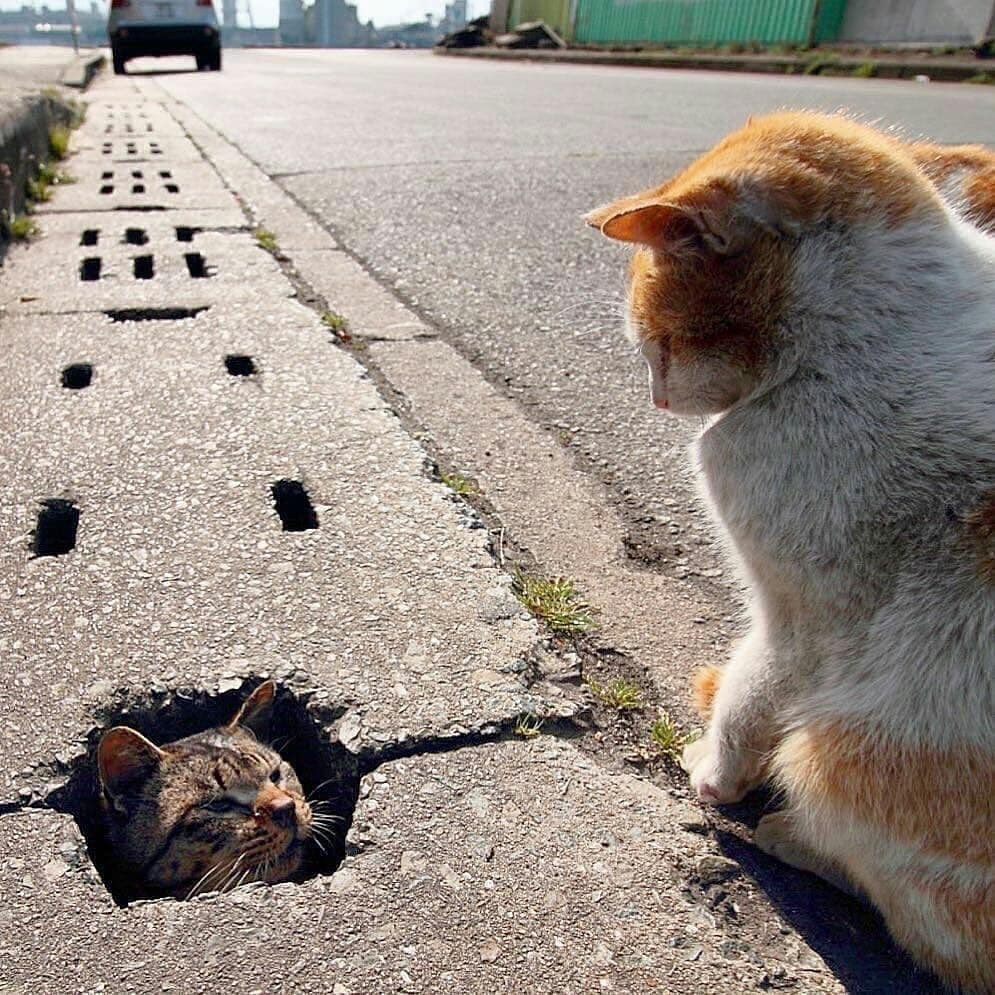 Котоматрица для поднятия настроения