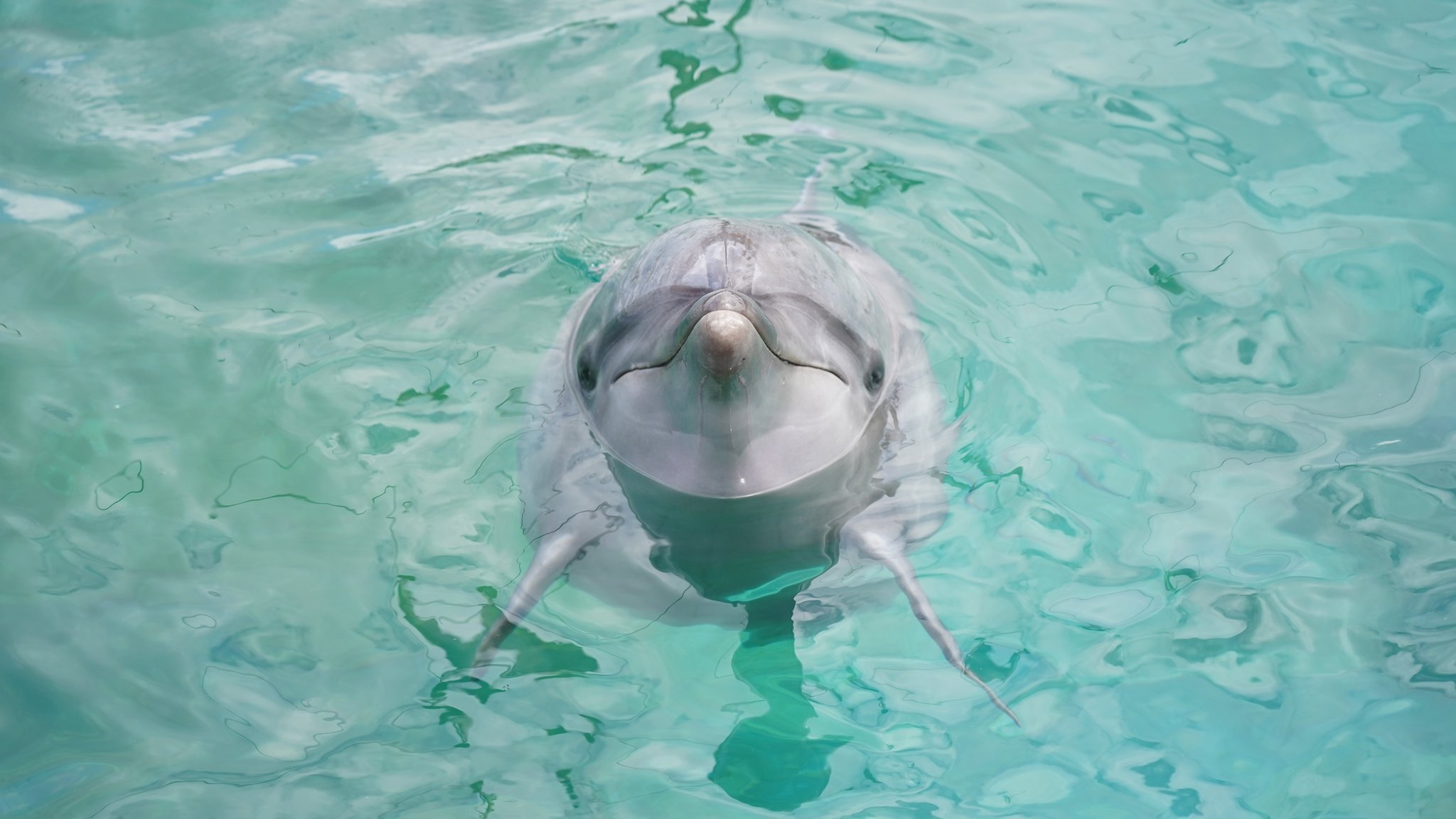 もっち ハンドウイルカ 真正面の顔がかわいい ４枚目は縦写真です 今の待ち受けはコレ 欲しい方どーぞ iii 南知多ビーチランド カメラ初心者 写真好きな人と繋がりたい カメラ好きな人と繋がりたい 動物園好き T Co