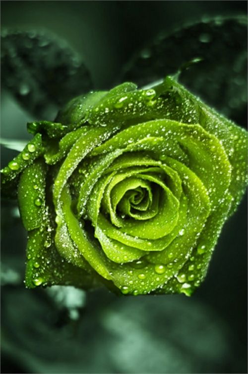 O Xrhsths 世界に咲く花 Sto Twitter グリーンローズ 緑の花が咲くものと 白いバラを染色したものがあります 緑の花が咲くものは雄しべ 雌しべ共に退化していて種子ができない 棘があまりないため切り花によく用いられます 花言葉は 穏やか 希望を持ち
