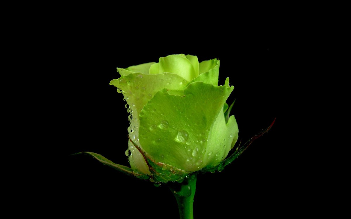 O Xrhsths 世界に咲く花 Sto Twitter グリーンローズ 緑の花が咲くものと 白いバラを染色したものがあります 緑の花が咲くものは雄しべ 雌しべ共に退化していて種子ができない 棘があまりないため切り花によく用いられます 花言葉は 穏やか 希望を持ち