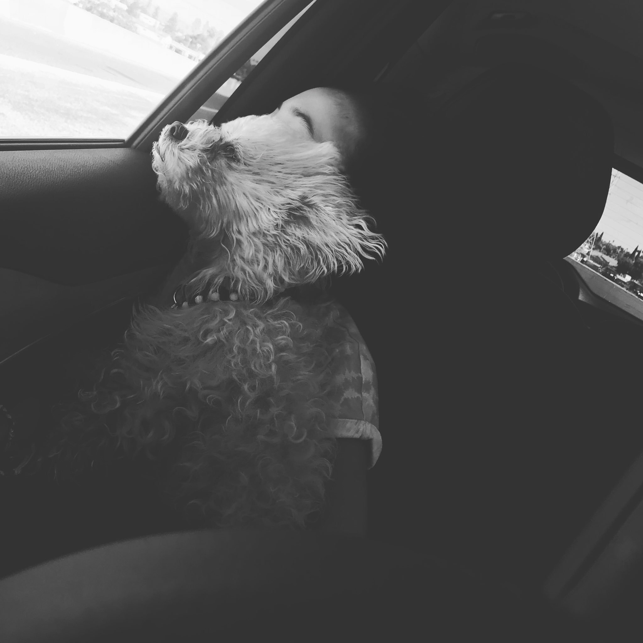 Scarlett Estevez on Twitter "Against the wind. 👧🏻🐶…