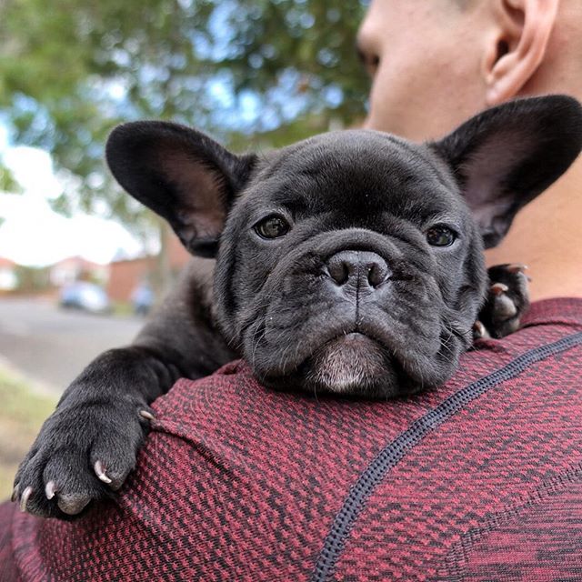 Feeling a little slumpy on a Monday...! .
Cheers to everyone else whose still enjoying their Sunday... 🍦 .
.
.
.
.
.
#frenchie1 #frenchielove #frenchiephotos #frenchie_photos #frenchieworldwide #frenchbulldog #frenchbulldogpuppy #frenchieworldwide #f… instagram.com/p/Bk_P0QYAFkD/
