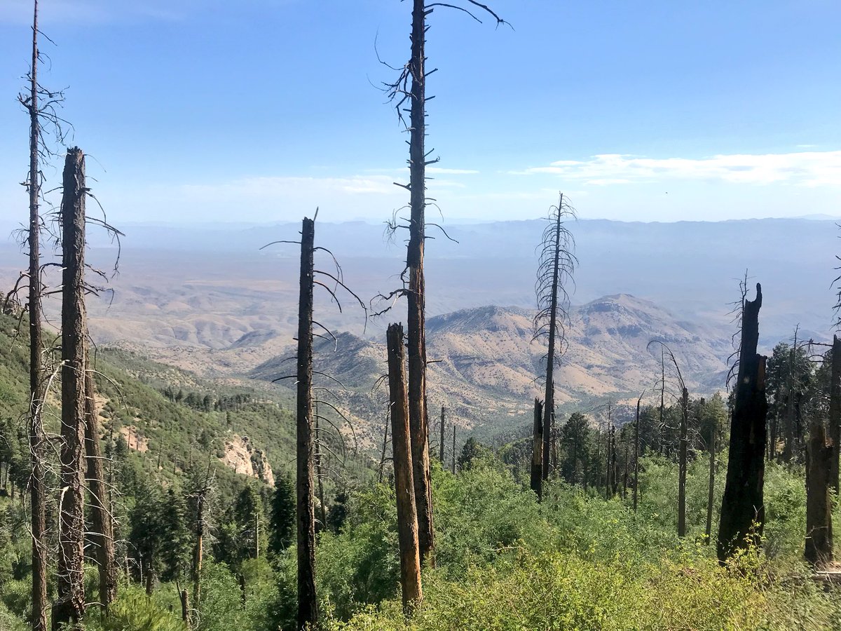 1NativeSoilNerd's tweet image. 12 miles with 3,161 ft elevation gain on Babad Do’ag #runTucson #trailrunner #nativerunner #sundayfunday