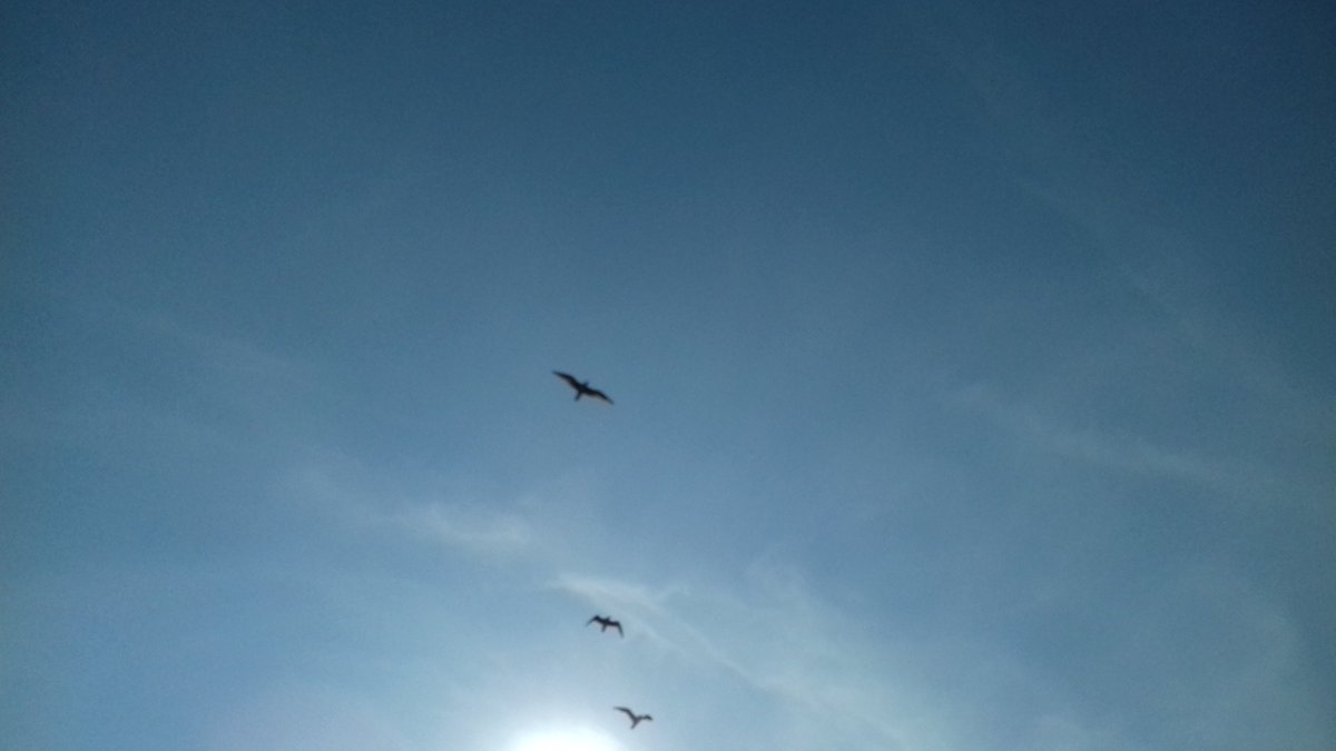 mjwoodauthor's tweet photo. Timely Helios
Lifting mists of abstraction
Coffee and the dawn #hangtenstories #haiku
#writing #poetry #nature #creativeanimals
#HappyNewWeek Everybody! ✍️🌿☀️🌕⭐️🎶 https://t.co/F2hrQdasJP