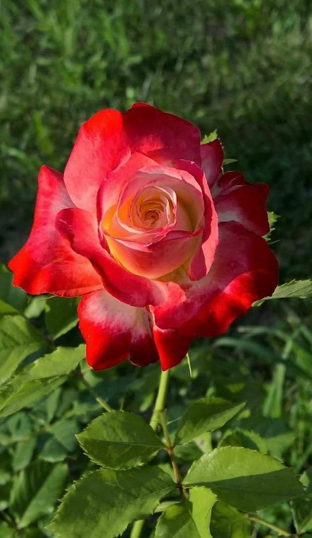 <a href="/Svetlan48338863/">Svetlana.S</a> Доброе утро, мой друг😊Имейте прекрасную новую неделю🌹🌹