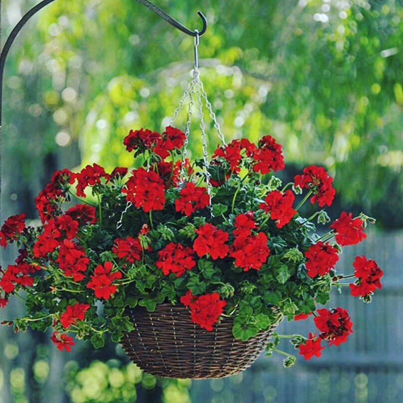 [오늘 탄생화:7월 9일] Ivyleaved Geranium(Pelargonium peltatum) 많은 품종의 제라늄 중 아이비잎모양인 종류. 꽃말'진실한 애정' 오늘 생일이신분들 축하드려요~