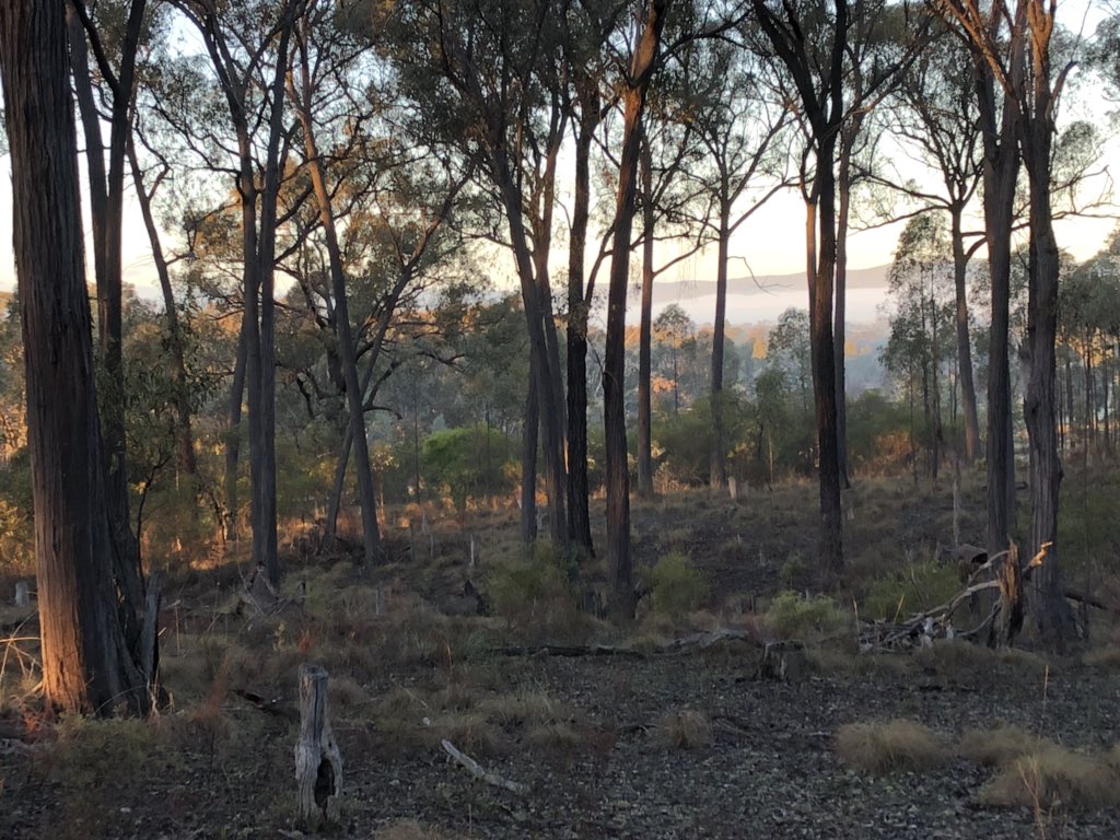 Twitchathon's tweet photo. Come on sun, just a bit further. Let’s get today above zero degrees. Birds don’t seem to mind though. #ambirding #boxironbark https://t.co/DIVXVY0cn5