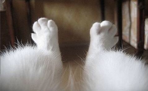 kittyBubbles99's tweet image. #TheDifferenceBetween...
    Her and I... 
    I own and Use a Razor...