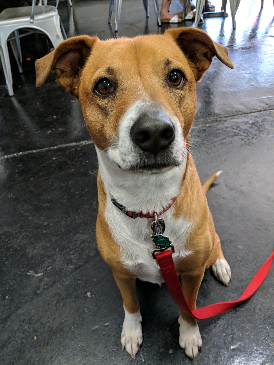 danrenfro's tweet photo. Submitting Scout to the Humane Society calendar contest. We can only submit 1 photo. Which one is her best? https://t.co/9oJpqpYh91