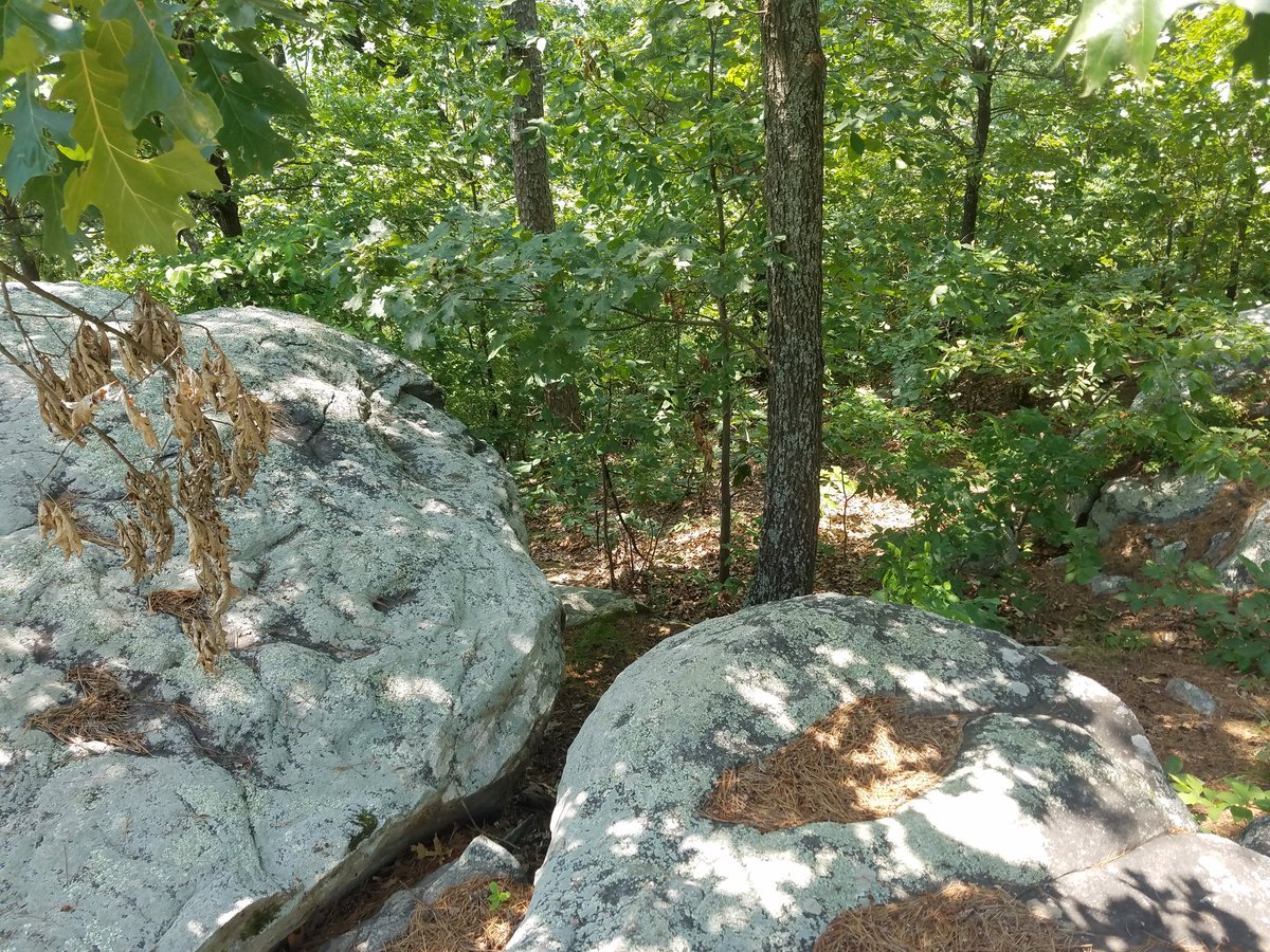 SophiaScientist's tweet photo. Went to "Big Rocks" at one of the highest points of Crowley's Ridge to shoot a video. Amazing formations. #arkansas #geology #science #CrowleysRidge #rocks https://t.co/VQbwOiV4B9