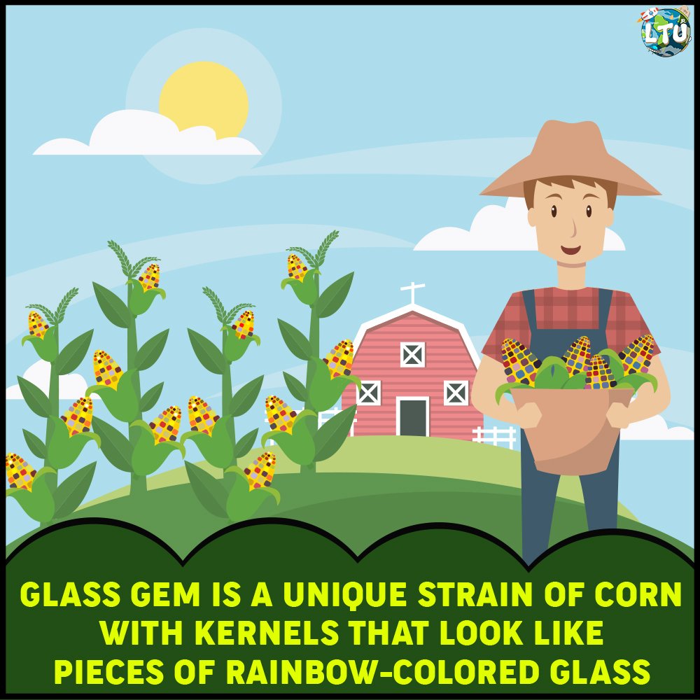 Learn The Universe On Twitter Glass Gem Corn Is A Rare Variety