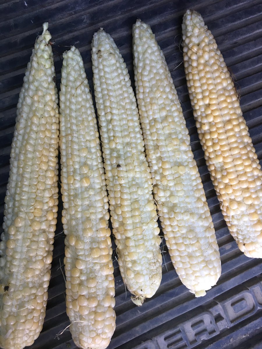 hackman_sam's tweet image. Not going to be a good corn year in parts of Missouri. Lots of pollination issues. Dry and way too hot. Even under irrigation this 1197 has some big problems #drought18